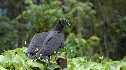 Black Vulture